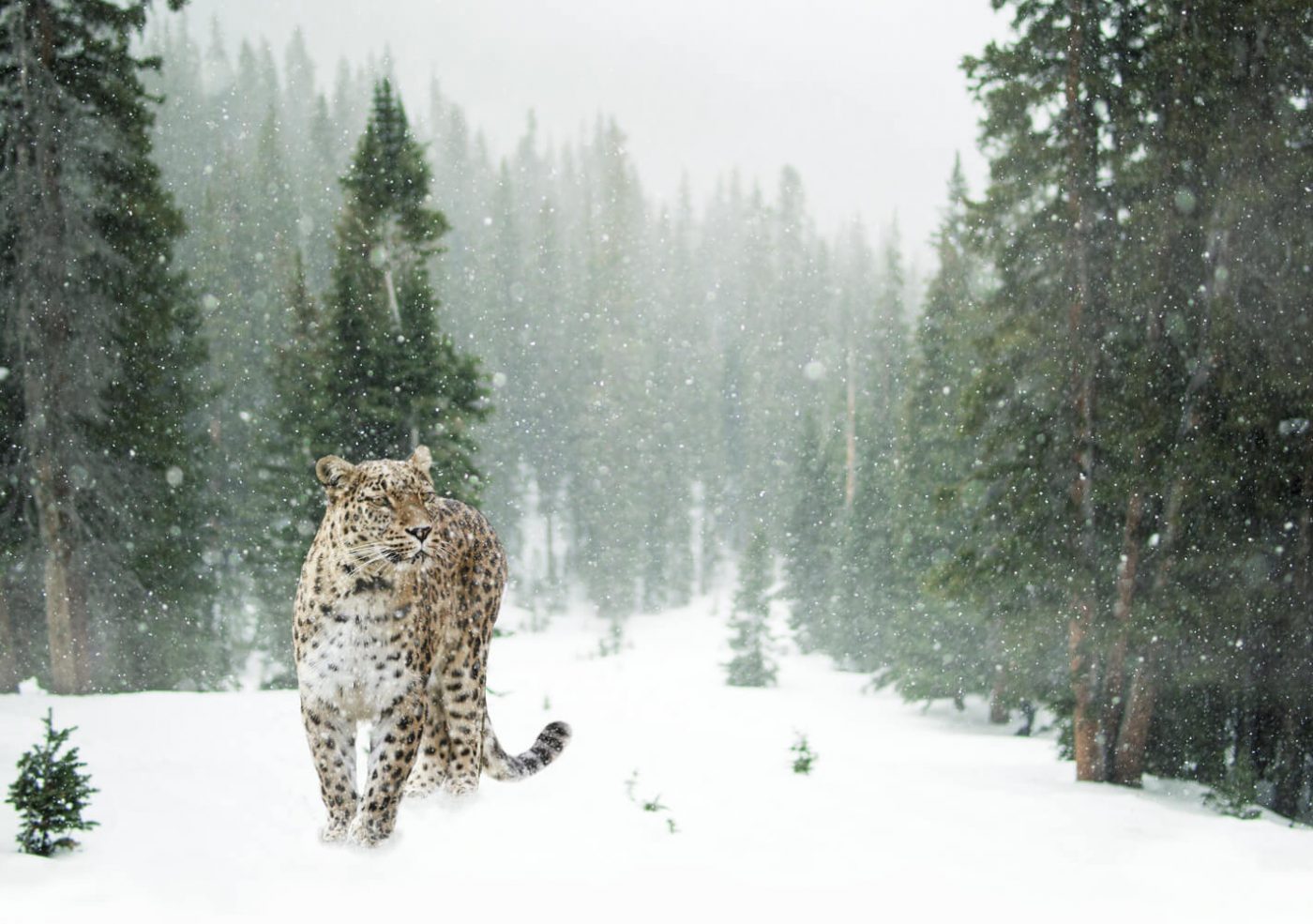 Snow leopard